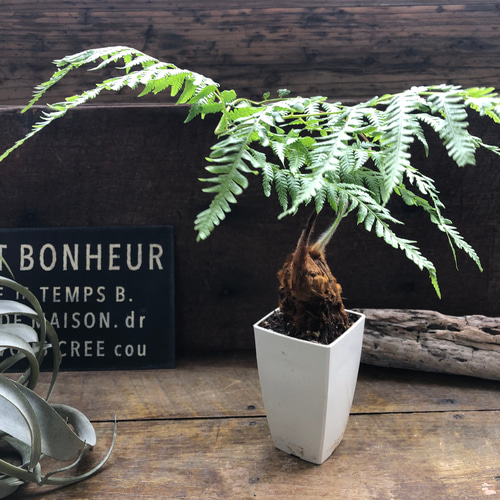 タカワラビ♡キンモウコウ♡金毛狗♡ゴールデンチャウチャウ アート