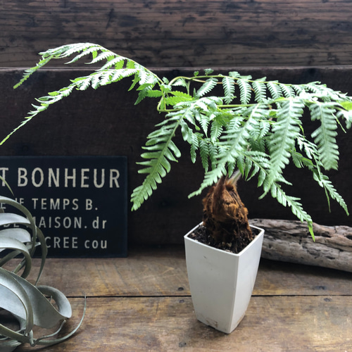 タカワラビ♡キンモウコウ♡金毛狗♡ゴールデンチャウチャウ アート