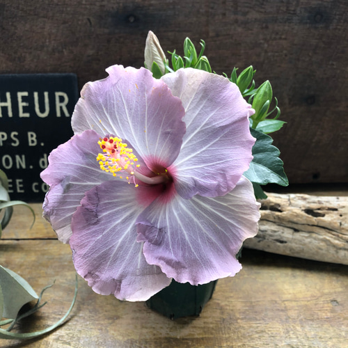 ケイト♡アンティーク色♡ハイビスカス♡夏色♡大苗♡ガーデニング