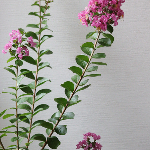 夏のお花❤︎サルスベリピンク 多肉植物 トータルプランツ