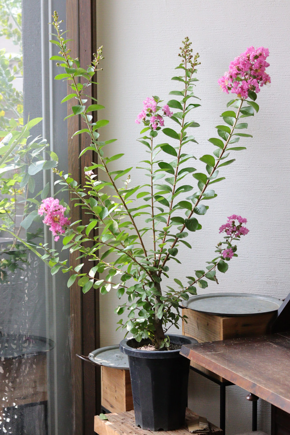 夏のお花❤︎サルスベリピンク 夏のお花❤︎サルスベリピンク 多肉植物 トータルプランツ