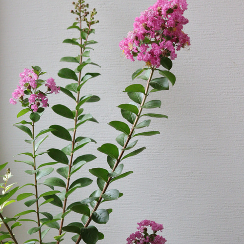 夏のお花❤︎サルスベリピンク 多肉植物 トータルプランツ