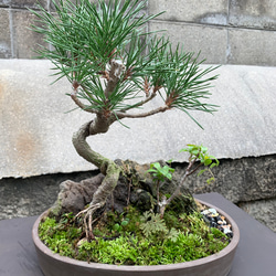 蝦夷松　大品盆栽　樹齢70年以上 604c6dfba5b7ab24517fc5d1b0e822