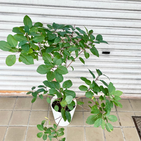 やさしく季節を彩るスモークツリー “グレース”〈花後の株〉 4枚目の画像