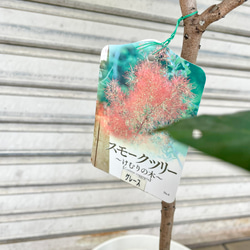 やさしく季節を彩るスモークツリー “グレース”〈花後の株〉 5枚目の画像
