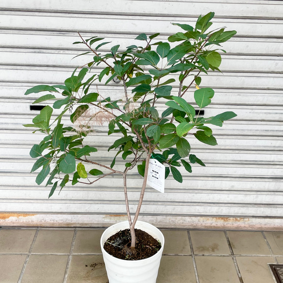 やさしく季節を彩るスモークツリー “グレース”〈花後の株〉 3枚目の画像