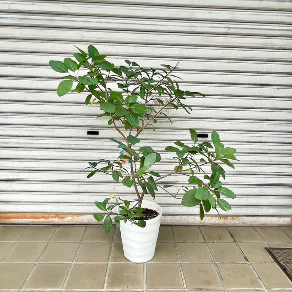 やさしく季節を彩るスモークツリー “グレース”〈花後の株〉 1枚目の画像
