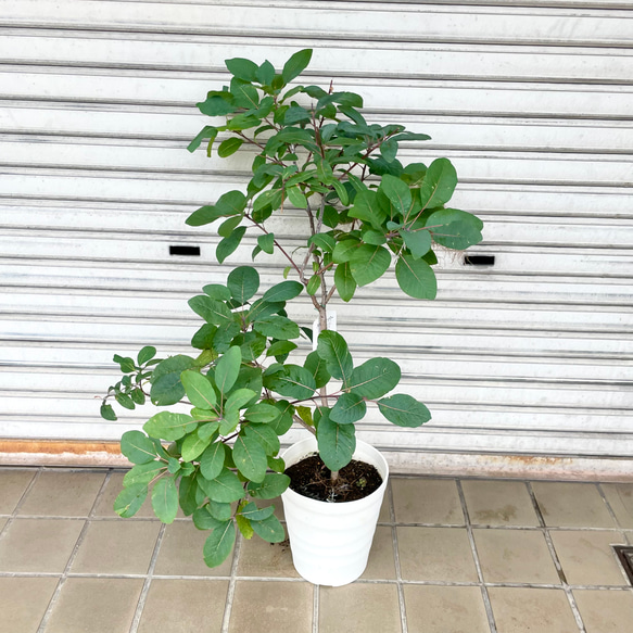 やさしく季節を彩るスモークツリー “グレース”〈花後の株〉 2枚目の画像
