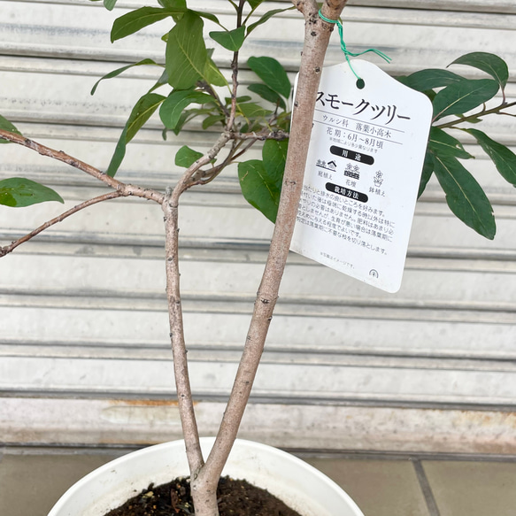 やさしく季節を彩るスモークツリー “グレース”〈花後の株〉 6枚目の画像