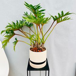 ［現品］☆人気☆ 16番　柱サボテン　鬼面角 ブランチ　8号　観葉植物　大型 サボテンブランチ 鬼面角 8号 H85 | 花屋つばき