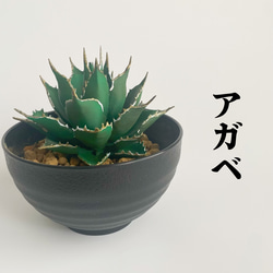 アガベ フィギュア φ85mm Sサイズ チタノタ アガベ フィギュア 3D フェイクグリーン 3体セット 氷山 チタノタ 塊根植物・コーデックス