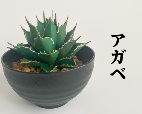 【早い者勝ち！】アガベ フィギュア 多肉植物模型 インテリア ミニチュア アガベAセット – LOBINDON
