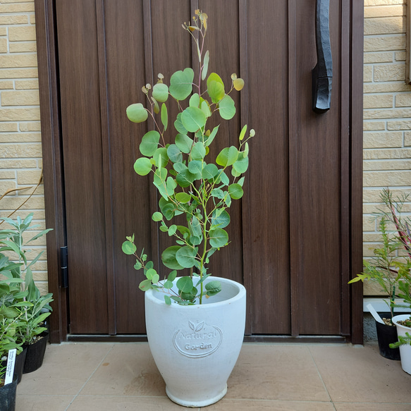 ユーカリ ポポラス ホワイトテラコッタ鉢植え 苗 ユーカリ