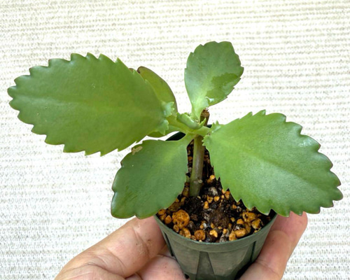 子宝草、抜き苗 子宝草、抜き苗