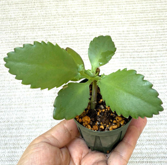 子宝草 ⭐️マザーリーフ ⭐️4センチポット苗⭐️葉の縁に子苗が