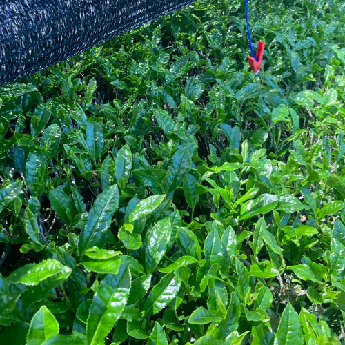 新茶・無農薬お茶＊伝統とこだわりの味♪ 深蒸しかぶせ茶 茶葉