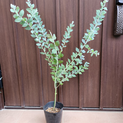 再販 ヘアピンバンクシア スピヌロサ 鉢植え 苗木 ワイルド