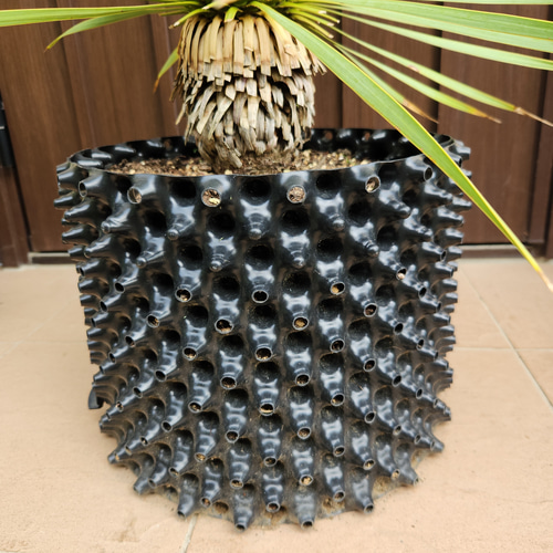 ユッカ・ロストラータ(Aラベル)尺鉢 大型株 ドライガーデン向け