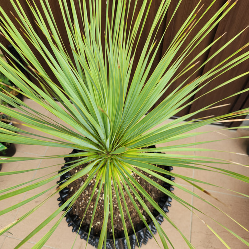 ユッカ　ロストラータ　エアーポット鉢植え　苗木　ドライガーデン　南国風 ユッカ ロストラータ エアーポット鉢植え 苗木 ドライガーデン