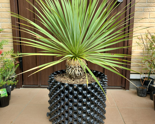 ユッカロストラータ　鉢植えのまま発送 ユッカロストラータ 24苗 鉢のまま発送 - メルカリ