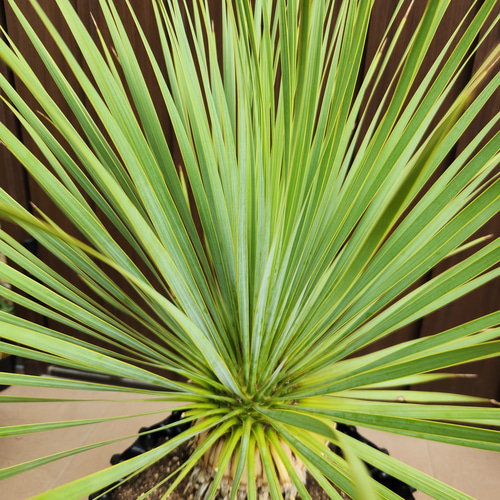 大株 ユッカロストラータ エアーポット鉢植え 苗 ロックガーデン