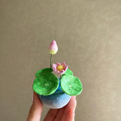 9655.bud 粘土の鉢植え ハス 開花 6枚目の画像