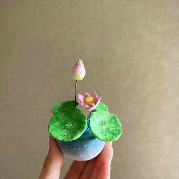 9655.bud 粘土の鉢植え ハス 開花 6枚目の画像