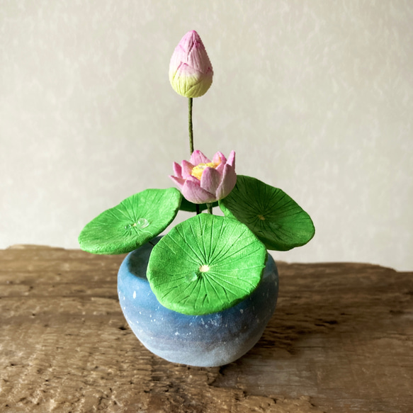 9655.bud 粘土の鉢植え ハス 開花 5枚目の画像