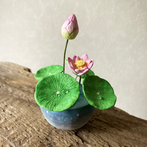 9655.bud 粘土の鉢植え ハス 開花 2枚目の画像
