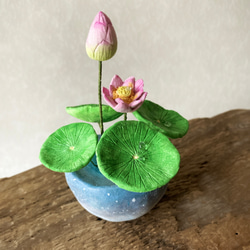 9655.bud 粘土の鉢植え ハス 開花 4枚目の画像