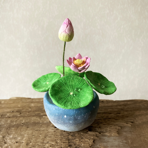9655.bud 粘土の鉢植え ハス 開花 1枚目の画像