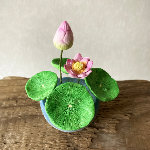 9655.bud 粘土の鉢植え ハス 開花 3枚目の画像