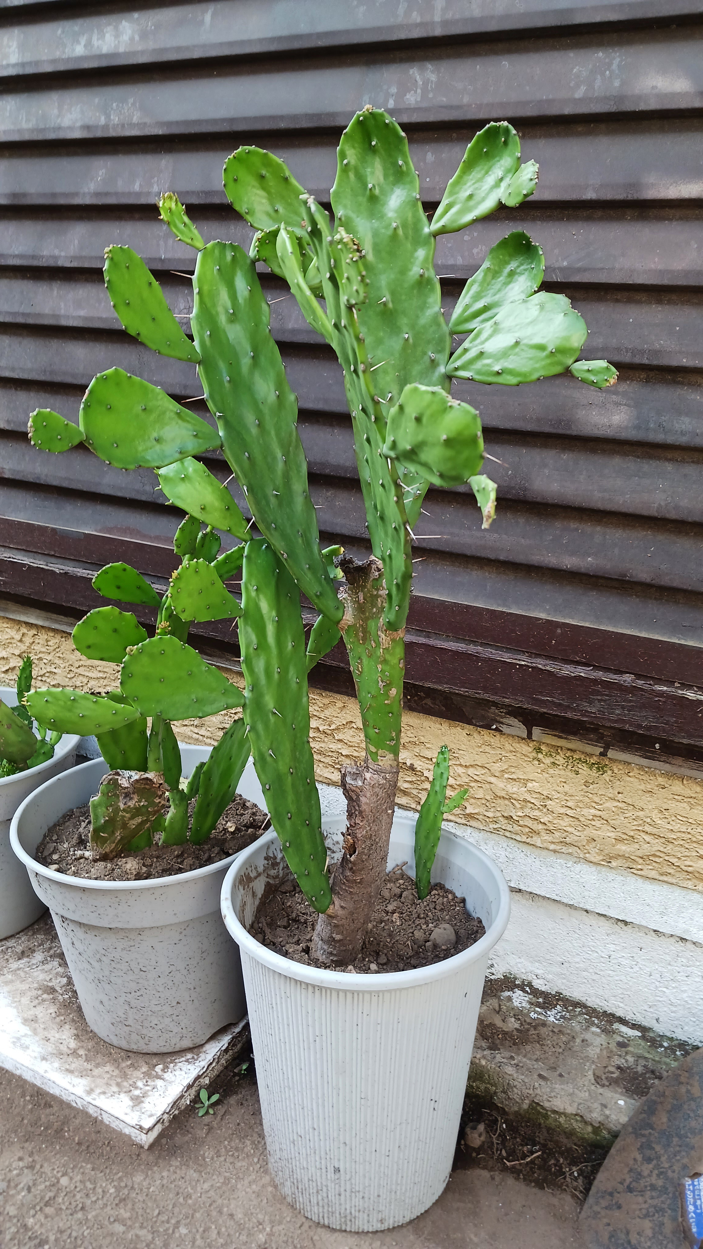 うちわサボテン③