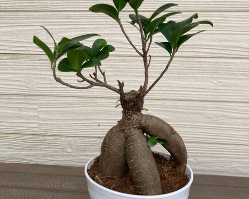 センカクガジュマル 接ぎ木 観葉植物☆ アートフラワー njt1