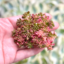 寄せ植えお買い得10種セット 韓国苗 多肉植物 その他素材