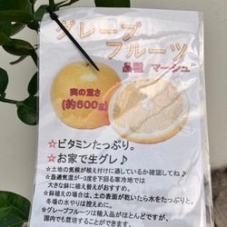 グレープフルーツ＊マーシュ＊柑橘系＊果樹苗＊ 4枚目の画像
