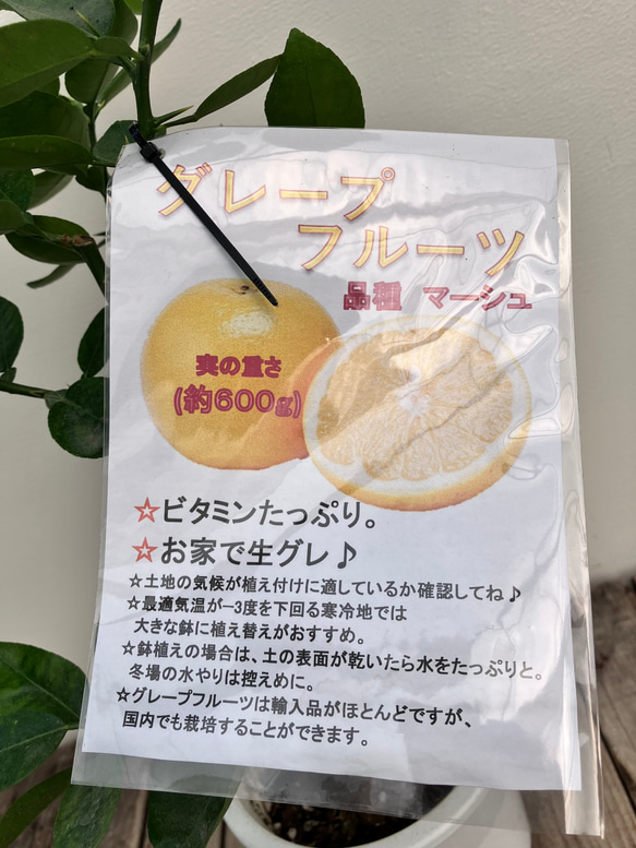 グレープフルーツ＊マーシュ＊柑橘系＊果樹苗＊ 4枚目の画像
