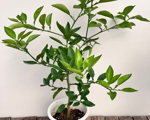 柑橘苗　グレープフルーツ苗 果樹 鉢ごと発送 柑橘苗 グレープフルーツ苗 果樹 鉢ごと発送