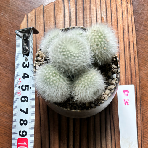 サボテン 多肉植物 雪晃 群生株 ブリキ鉢植え マミラリア 多肉植物