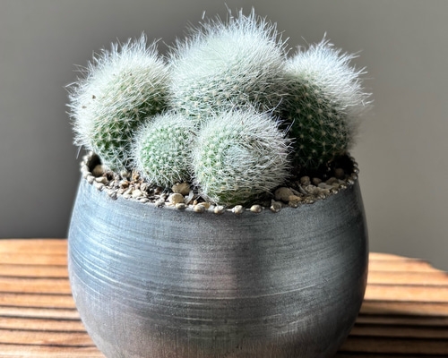 サボテン 雪晃♡抜き苗(^○^) サボテン 多肉植物 雪晃 群生株 ブリキ鉢植え マミラリア 多肉植物