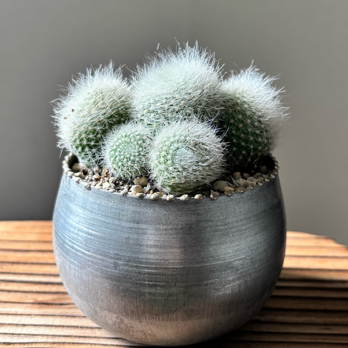 サボテン 多肉植物 雪晃 群生株 ブリキ鉢植え マミラリア 多肉植物