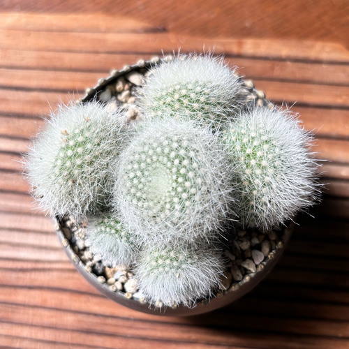 サボテン 多肉植物 雪晃 群生株 ブリキ鉢植え マミラリア 多肉植物