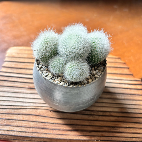 サボテン 多肉植物 雪晃 群生株 ブリキ鉢植え マミラリア 多肉植物