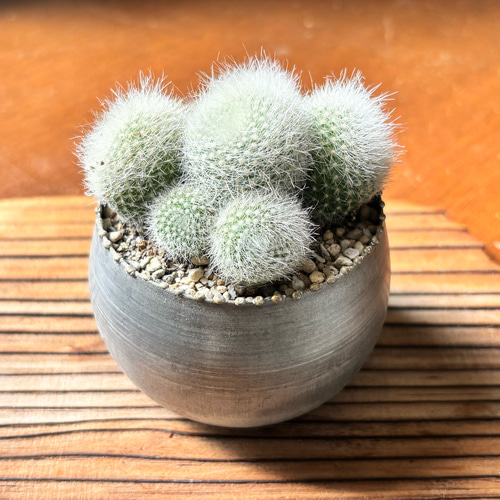 サボテン 雪晃♡抜き苗(^○^) サボテン 雪晃♡抜き苗(^○^)