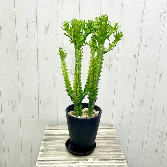 ユーフォルビア・トリゴナ〈黄斑〉 すらりと美しい存在感 5号鉢 その他