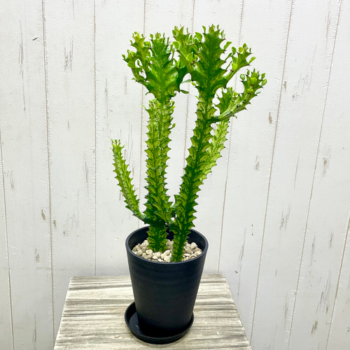 ユーフォルビア・トリゴナ〈黄斑〉 すらりと美しい存在感 5号鉢 その他