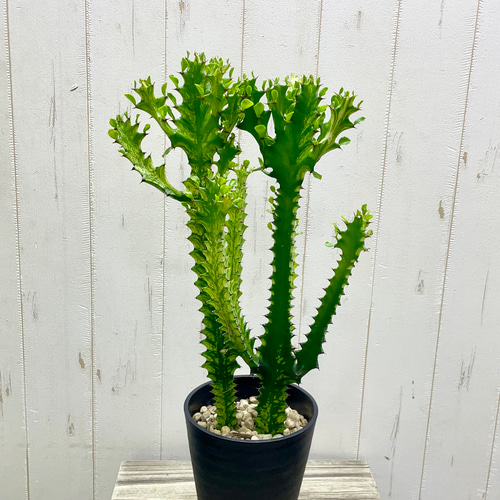 ユーフォルビア・トリゴナ〈黄斑〉 すらりと美しい存在感 5号鉢 その他