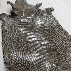 ワニ革  グレージング(艶)  ストーングレー  No.C008419 13枚目の画像