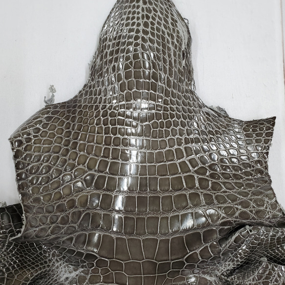 ワニ革  グレージング(艶)  ストーングレー  No.C008419 3枚目の画像