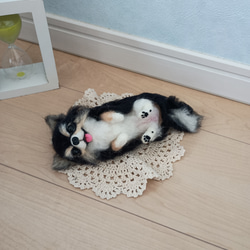 羊毛フェルト 犬 チワワ 可愛いヘソ天チワワ♡ その他素材 リラシナ